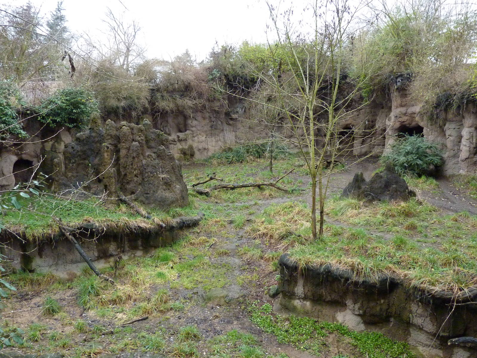 African Wild Dog Exhibit