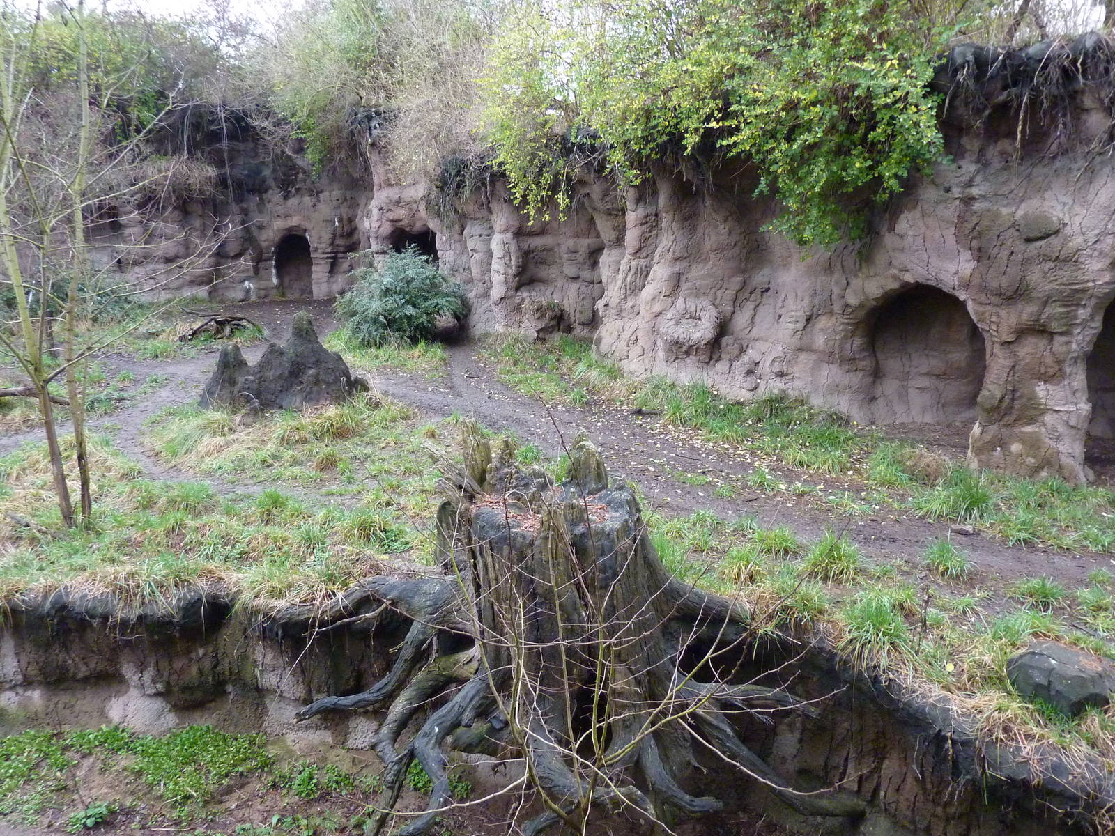 African Wild Dog Exhibit