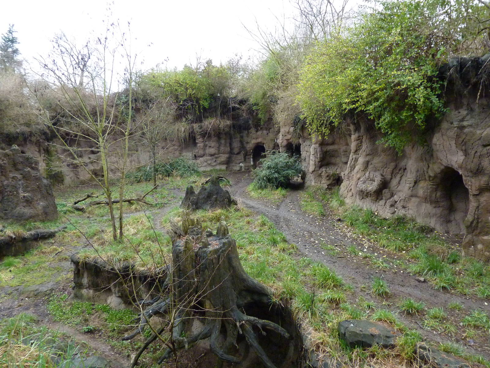 African Wild Dog Exhibit