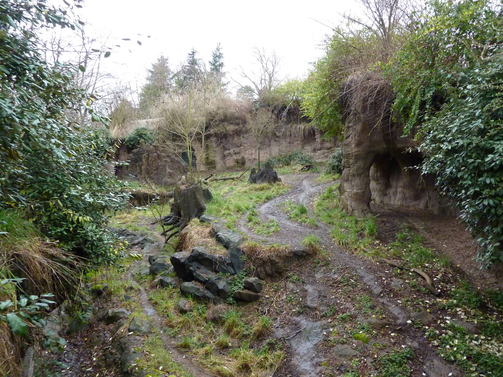 African Wild Dog Exhibit