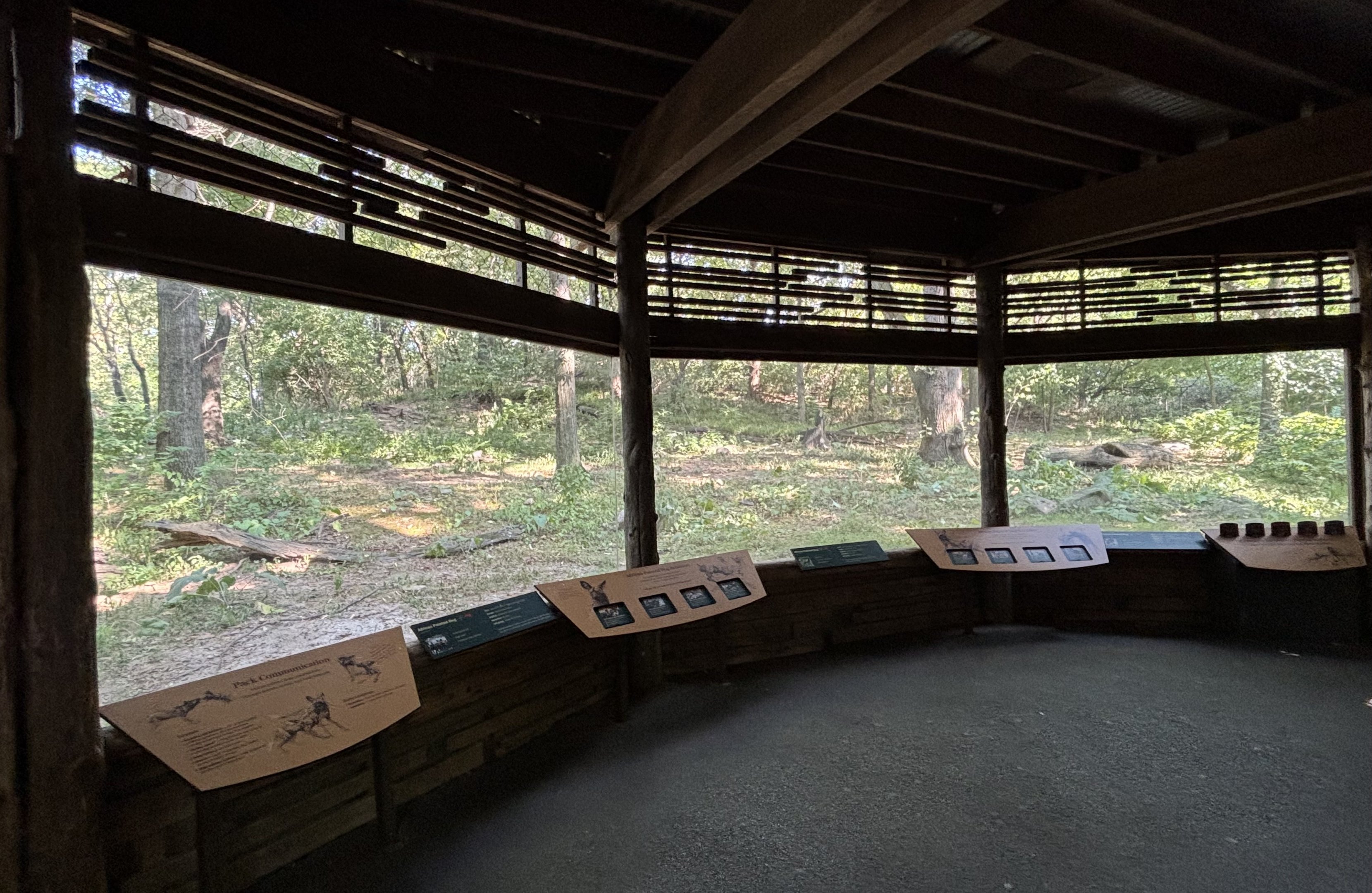 African Wild Dog Exhibit