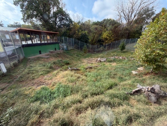african wild dog exhibit