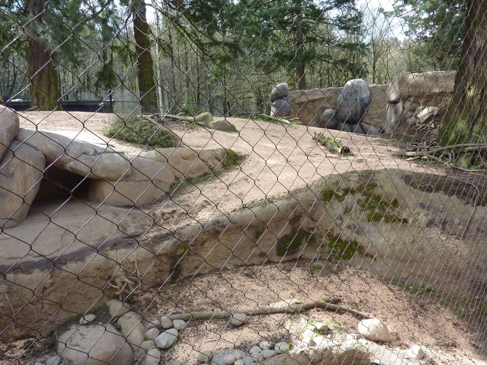 African Wild Dog Exhibit