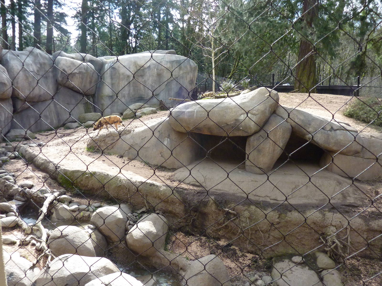 African Wild Dog Exhibit