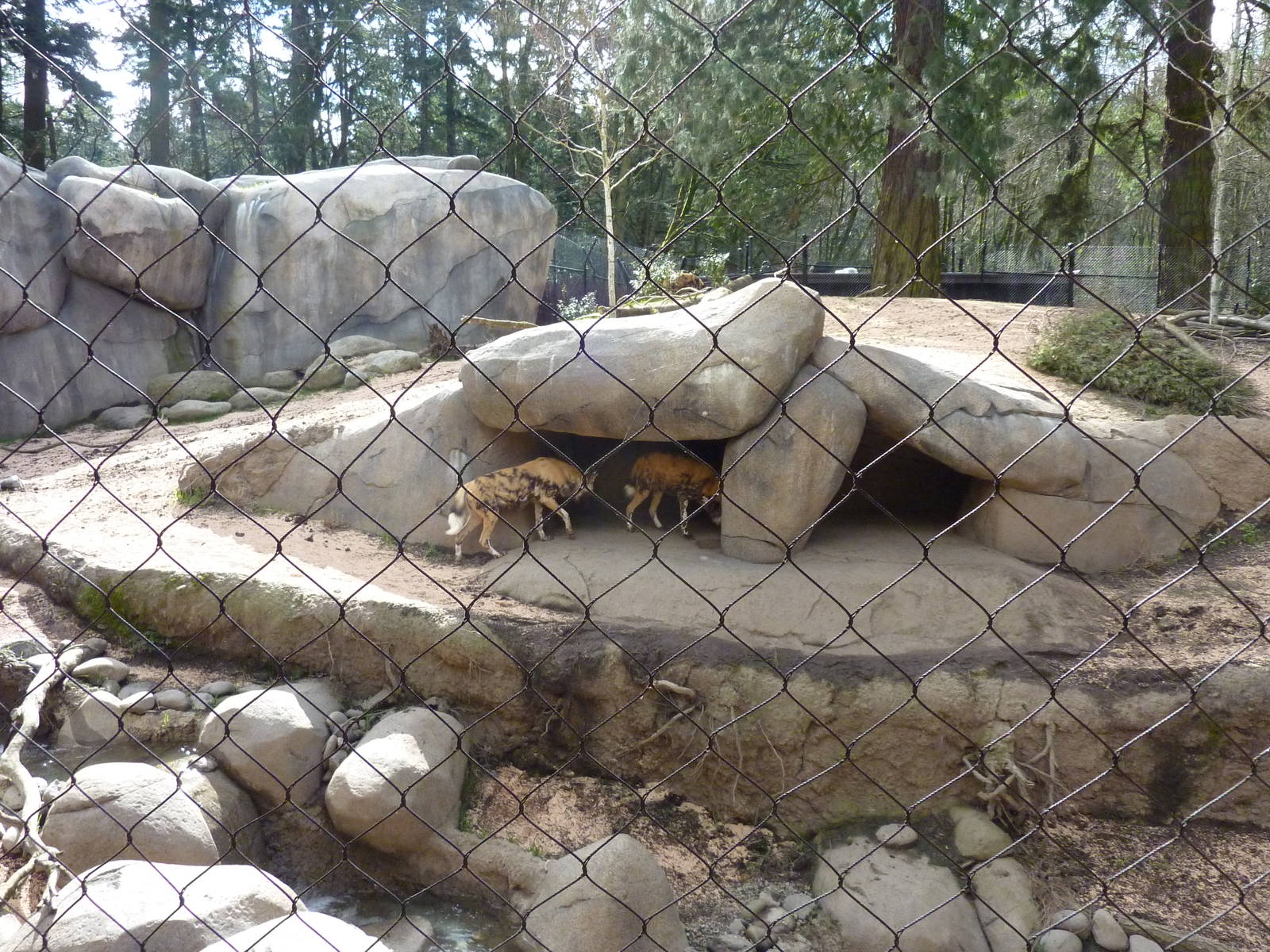 African Wild Dog Exhibit