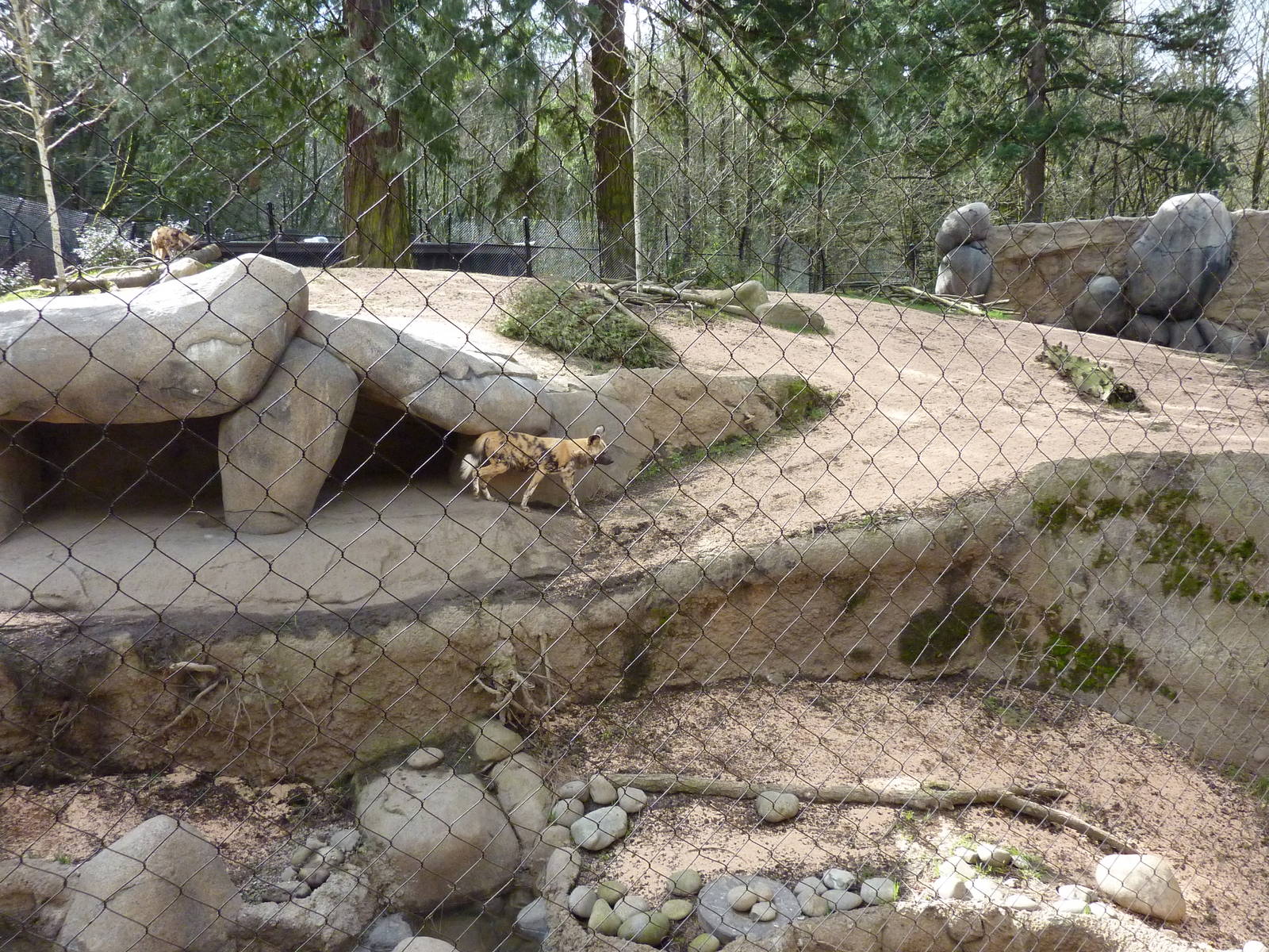 African Wild Dog Exhibit