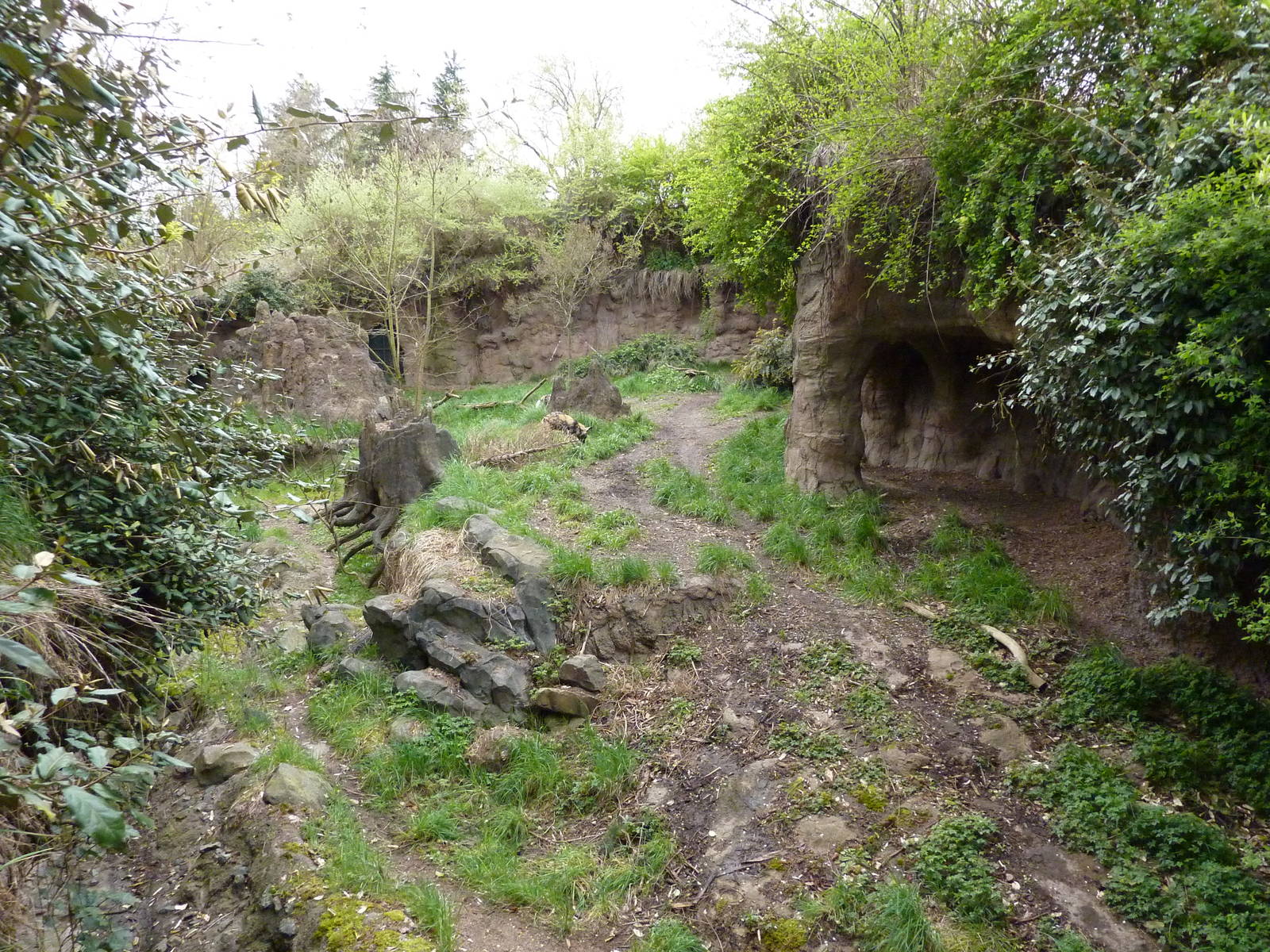 African Wild Dog Exhibit