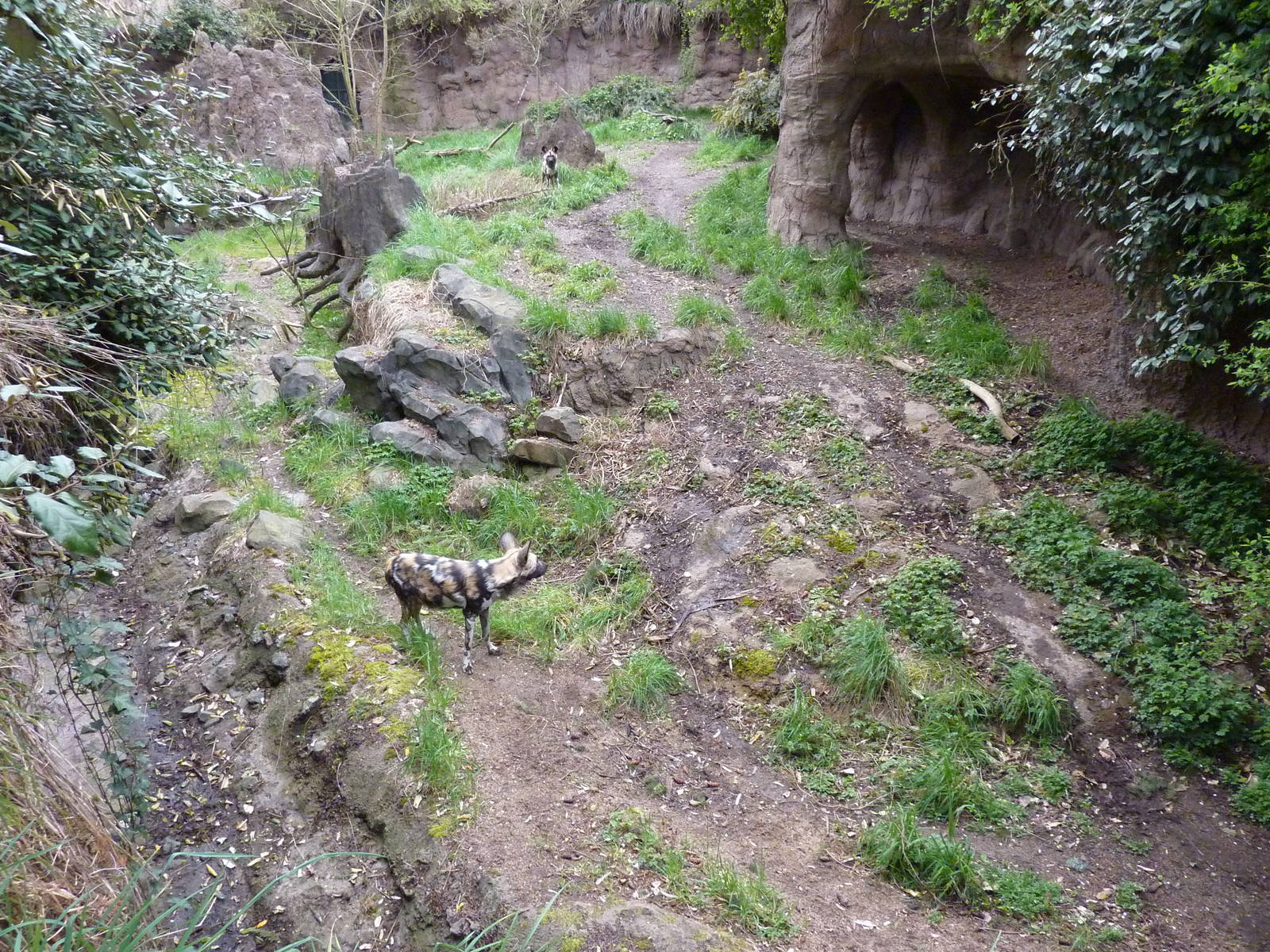 African Wild Dog Exhibit