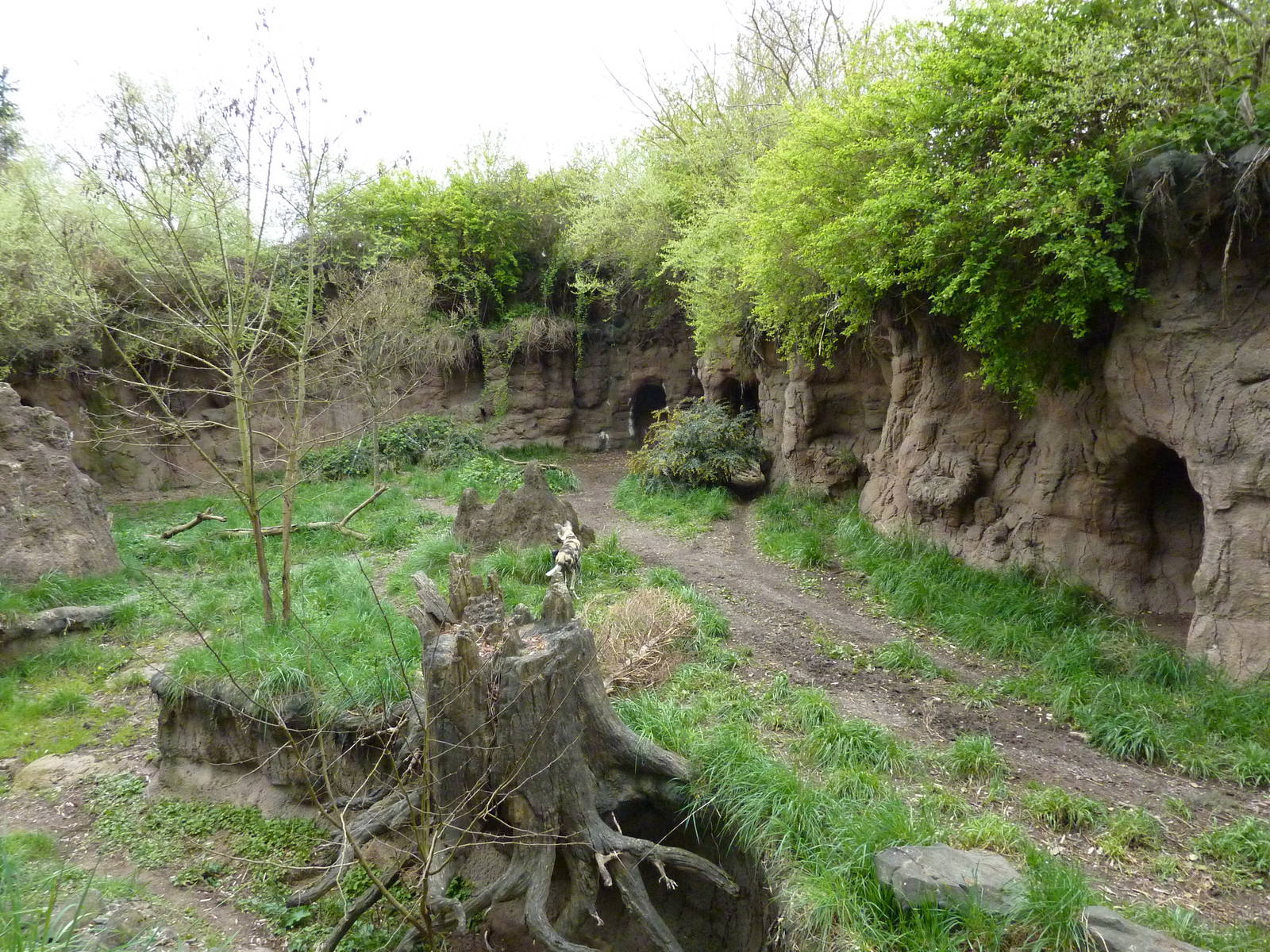 African Wild Dog Exhibit