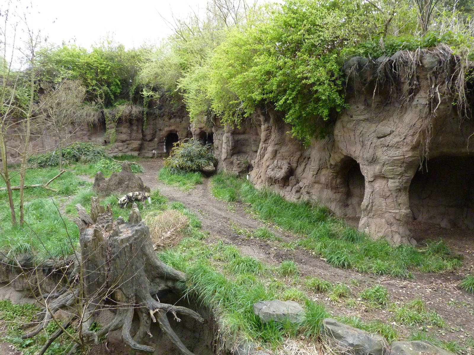 African Wild Dog Exhibit
