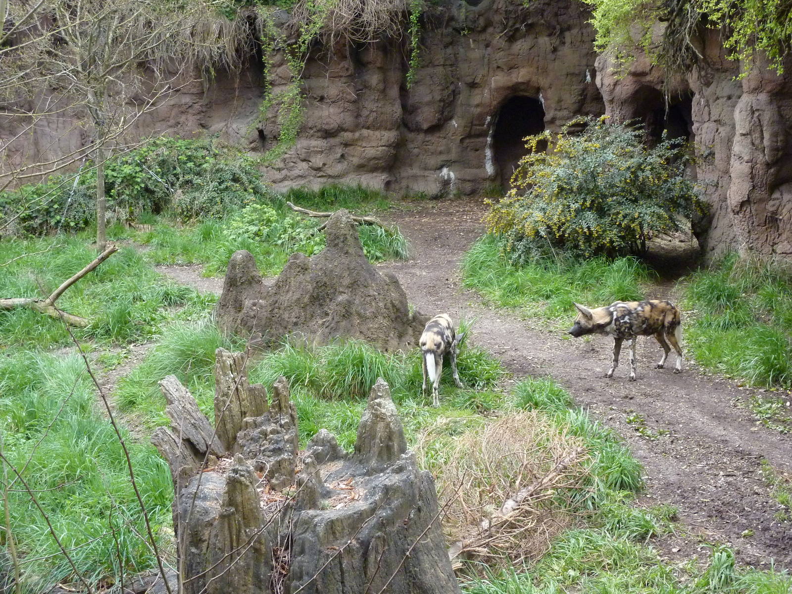 African Wild Dog Exhibit