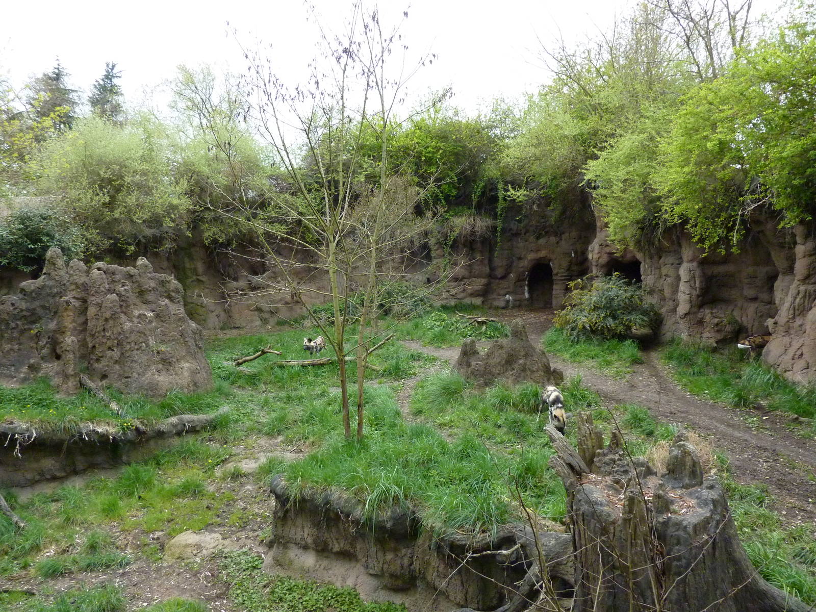 African Wild Dog Exhibit