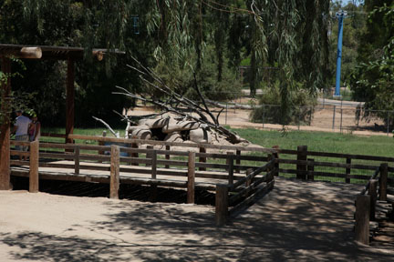 african wild dog exhibit