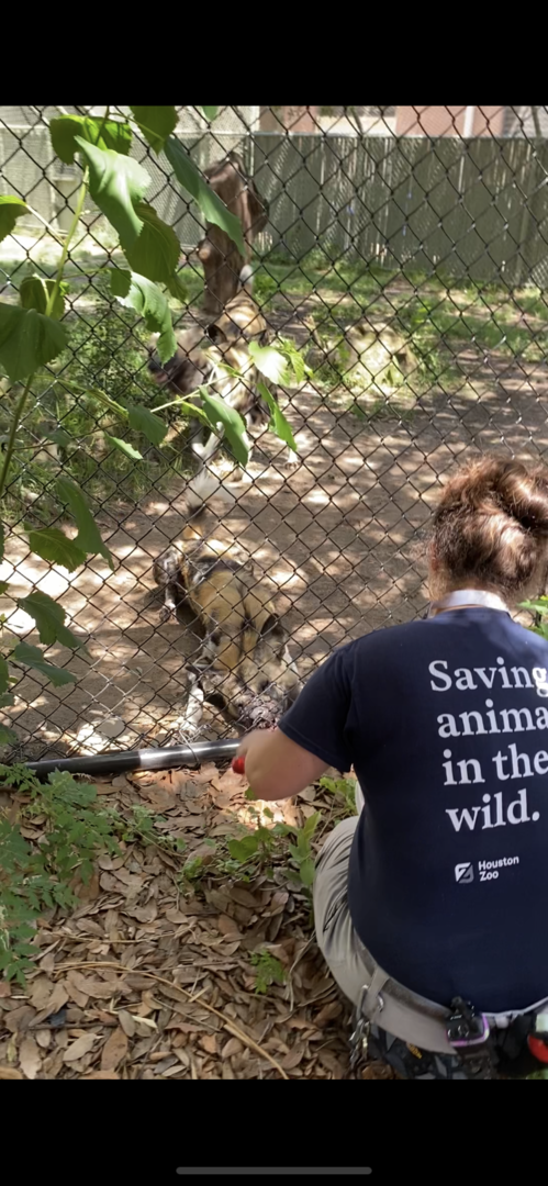 African Wild Dog Feeding Time