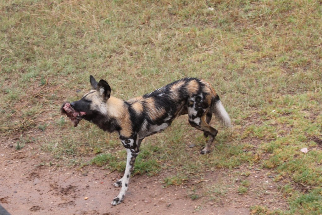 African Wild Dog feeding