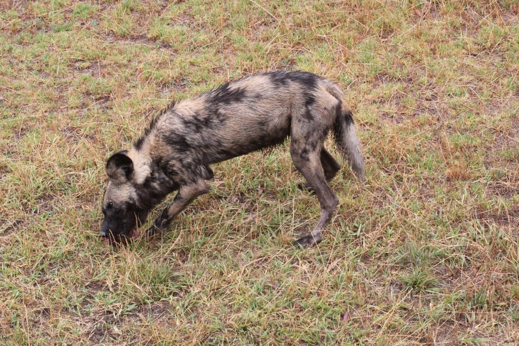 African Wild Dog feeding