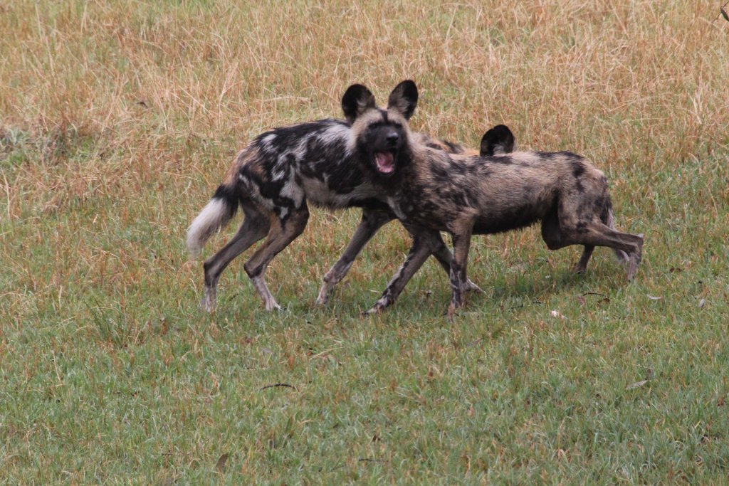 African Wild Dog feeding
