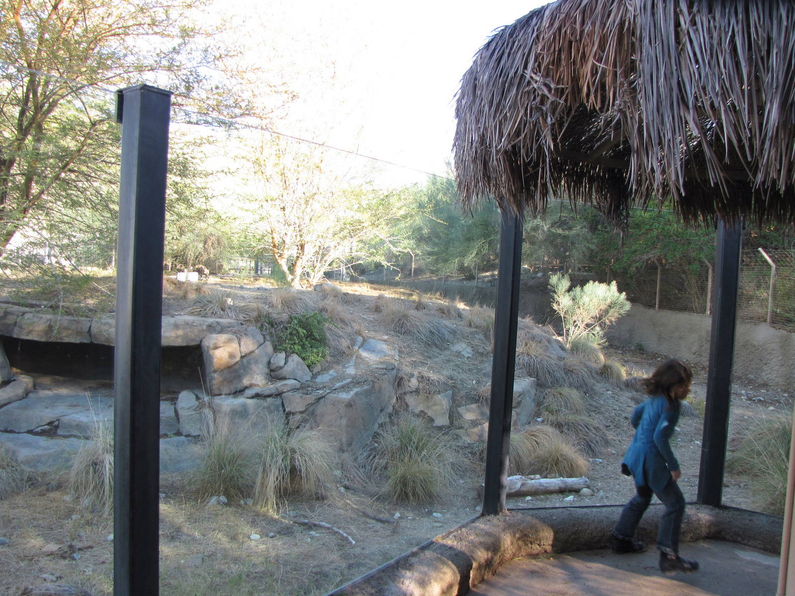 African Wild Dog Habitat