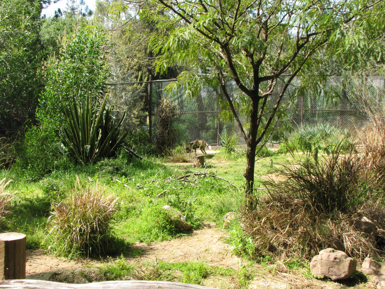 African Wild Dog Habitat