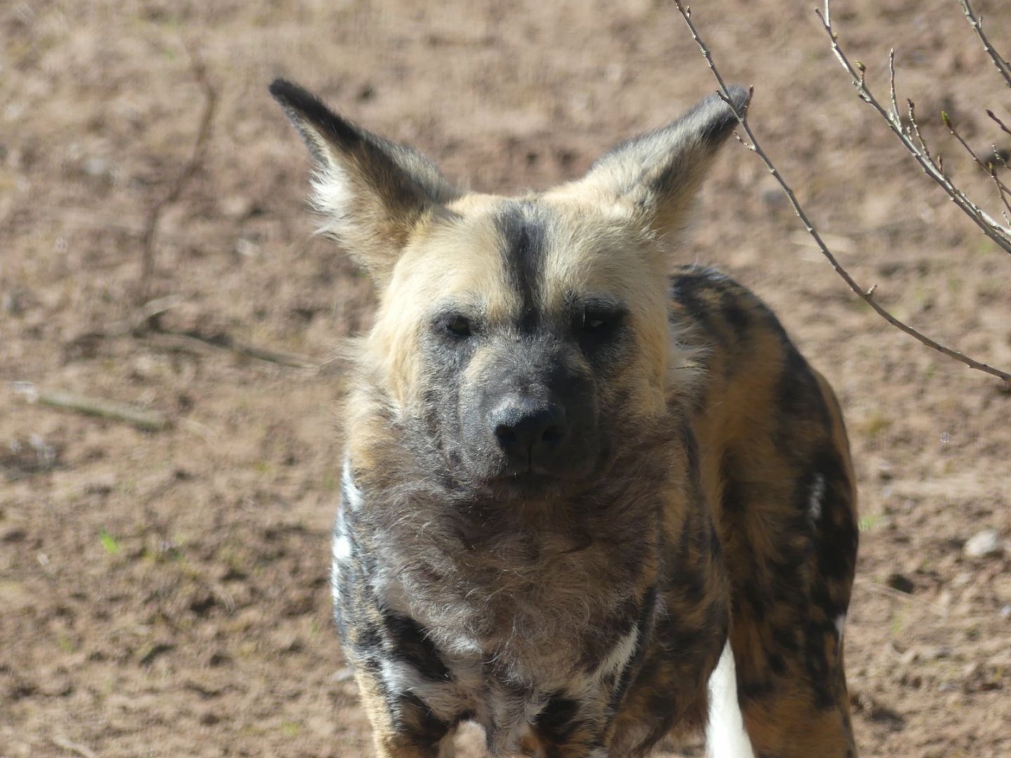 African Wild Dog - Heart of Africa - 02.04.25