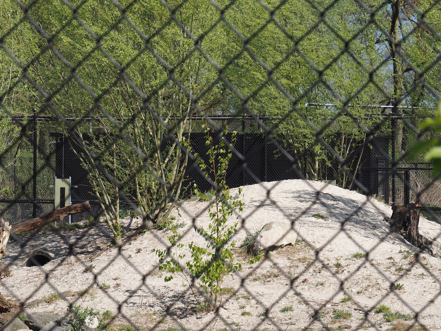 African wild dog holding, 2025-04-12