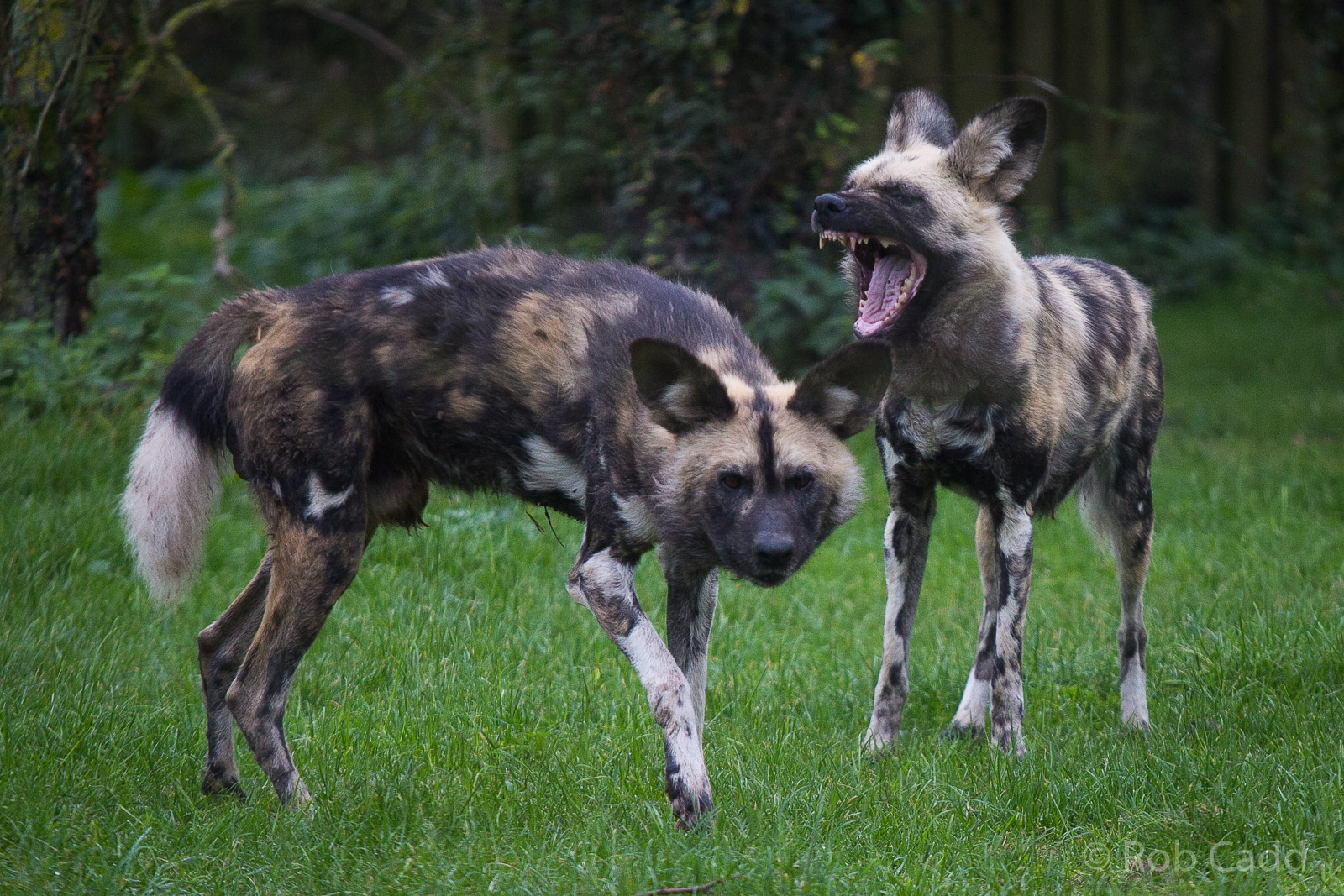 African wild dog : Howletts : 14 Oct 2014