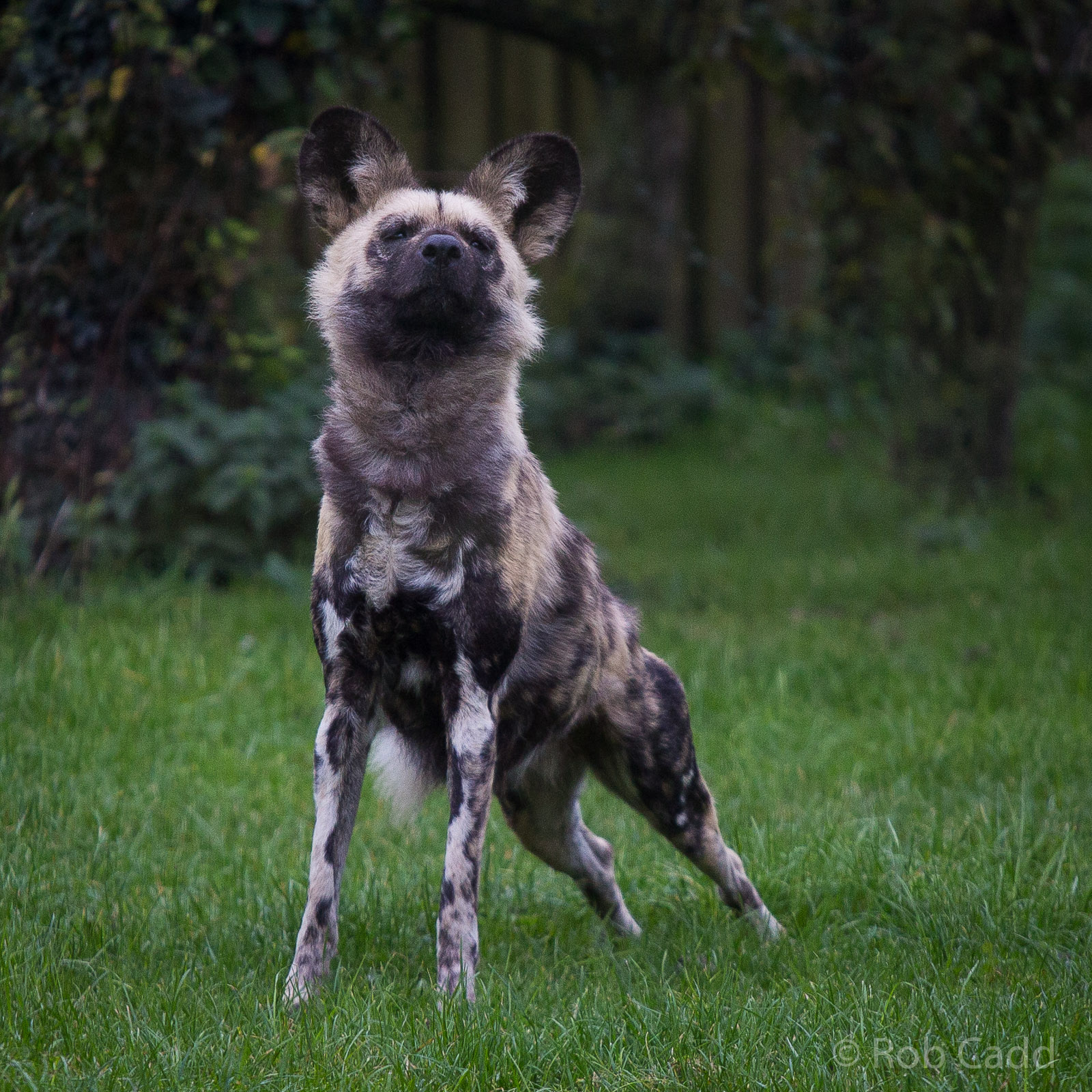 African wild dog : Howletts : 14 Oct 2014