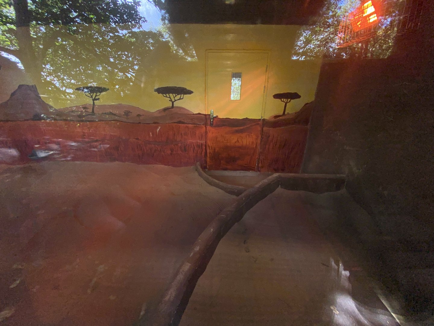 African wild dog indoors