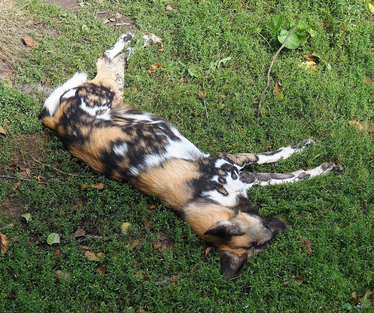 African wild dog (Lycaon pictus), 2022-08-20