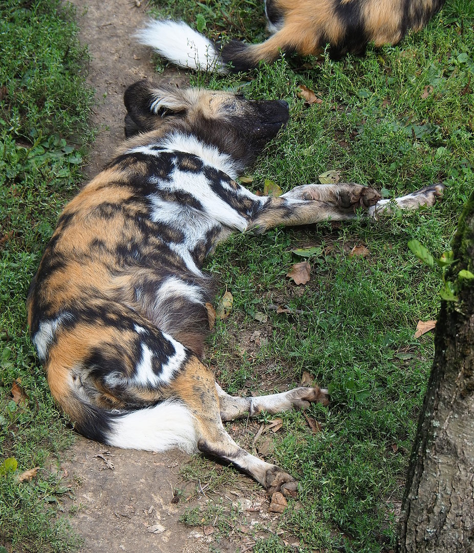 African wild dog (Lycaon pictus), 2022-08-20