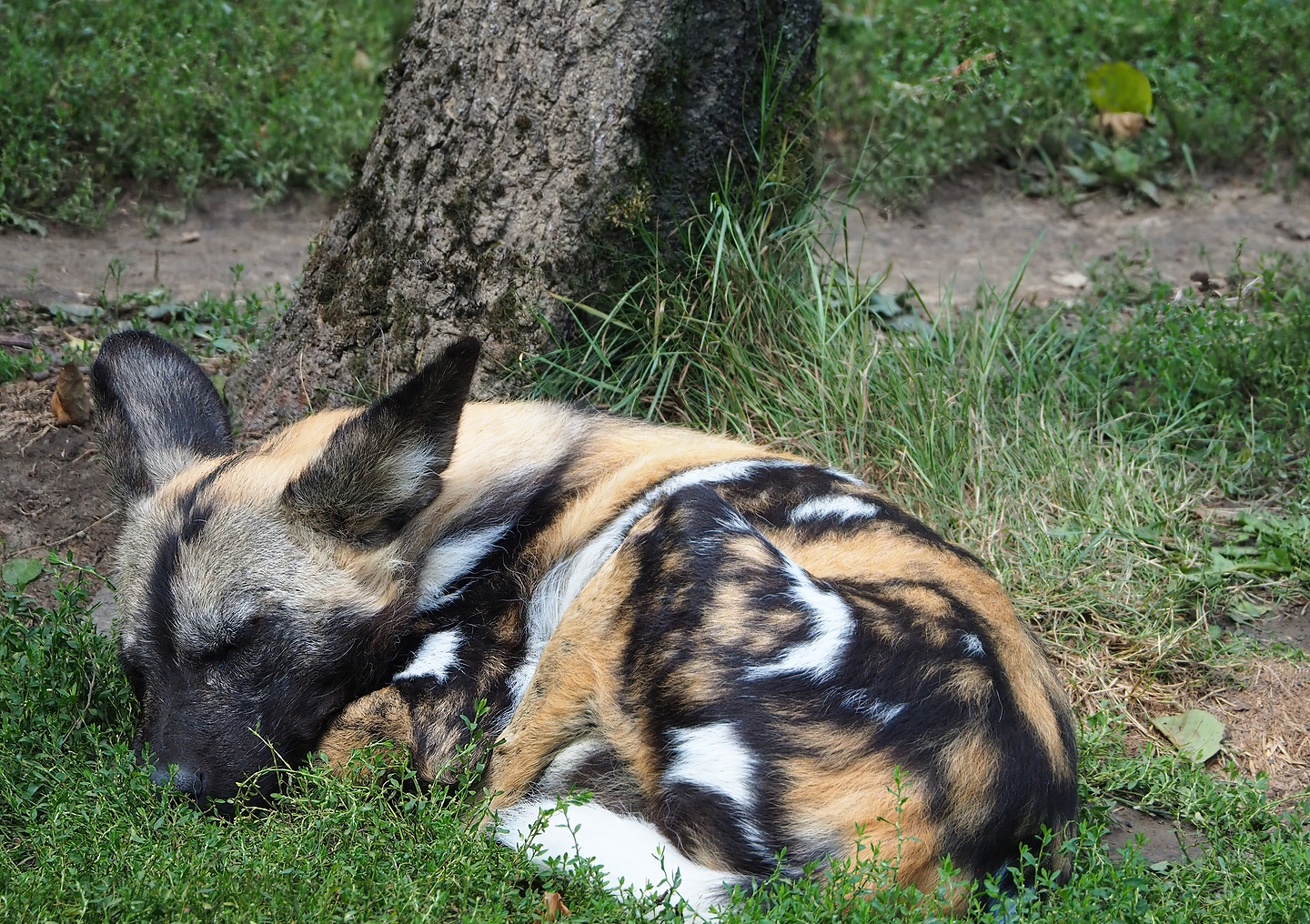 African wild dog (Lycaon pictus), 2022-08-20