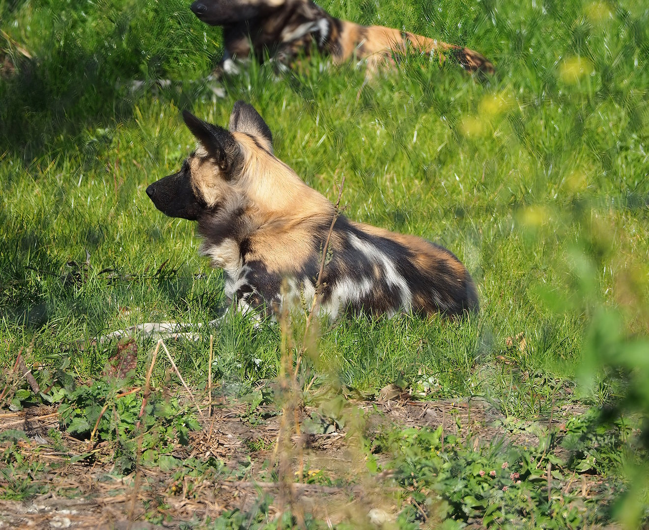 African wild dog (Lycaon pictus), 2022-10-09