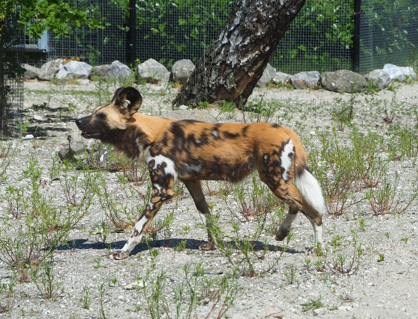 African wild dog (Lycaon pictus), 2023-05-31