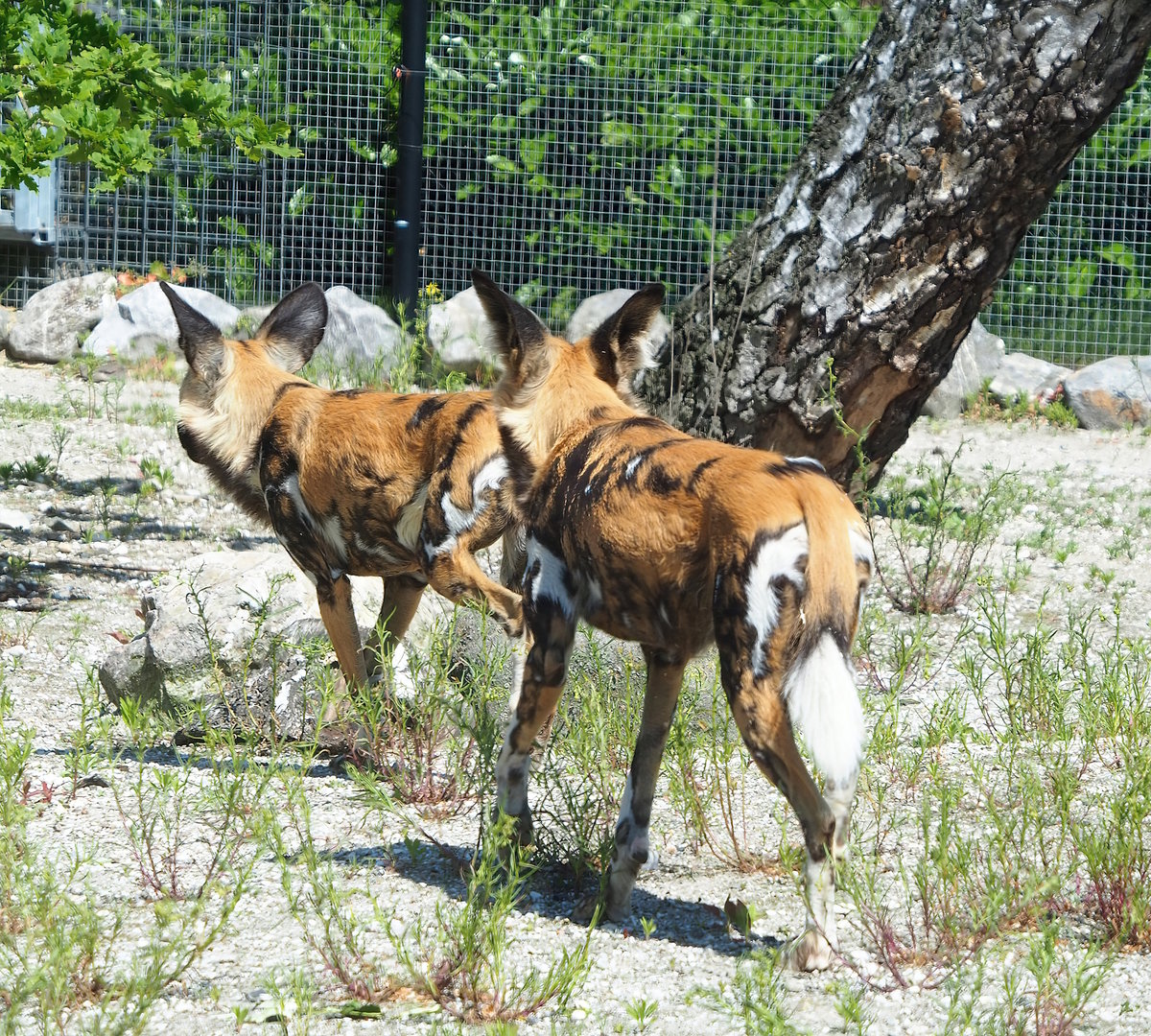African wild dog (Lycaon pictus), 2023-05-31