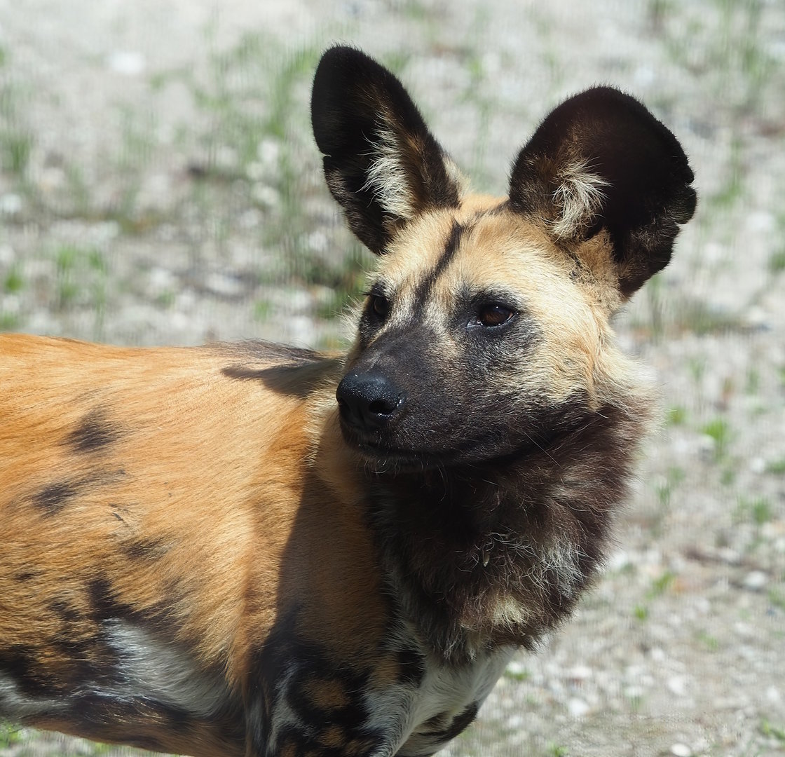 African wild dog (Lycaon pictus), 2023-05-31