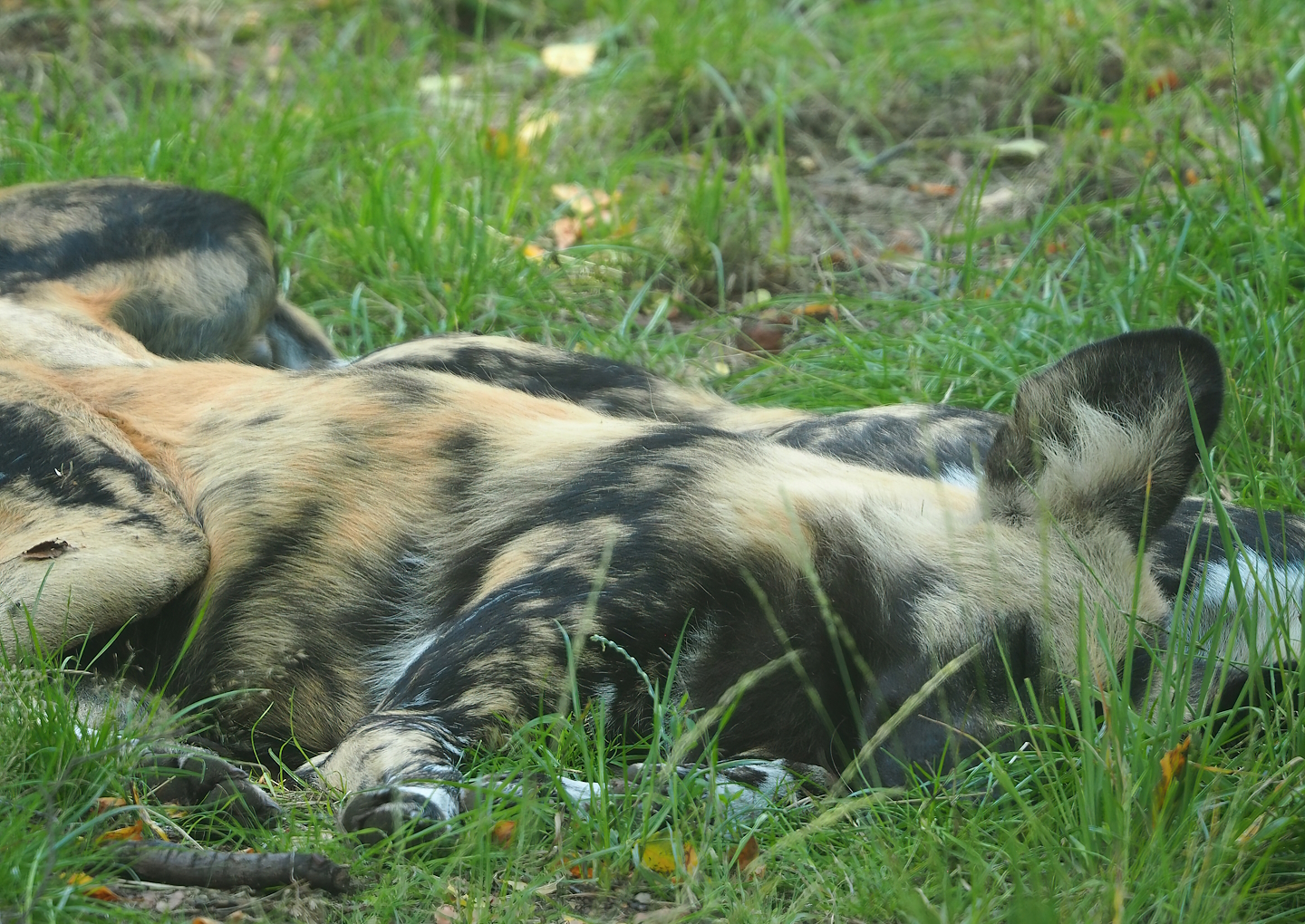 African wild dog (Lycaon pictus), 2023-08-15