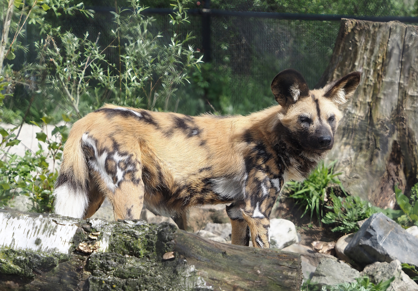 African wild dog (Lycaon pictus), 2024-04-14