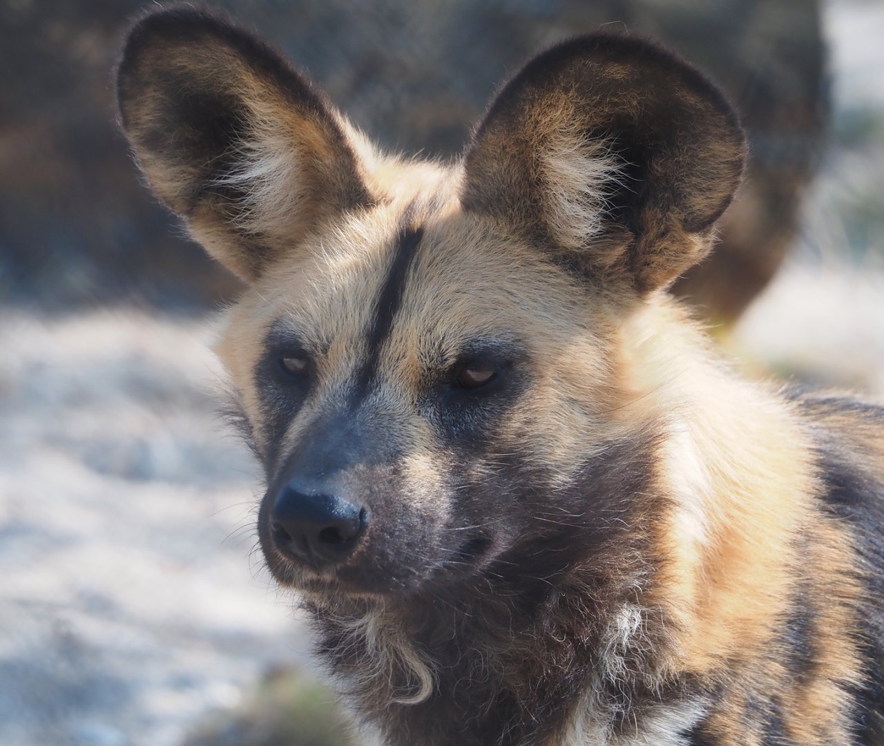 African wild dog (Lycaon pictus), 2025-04-12