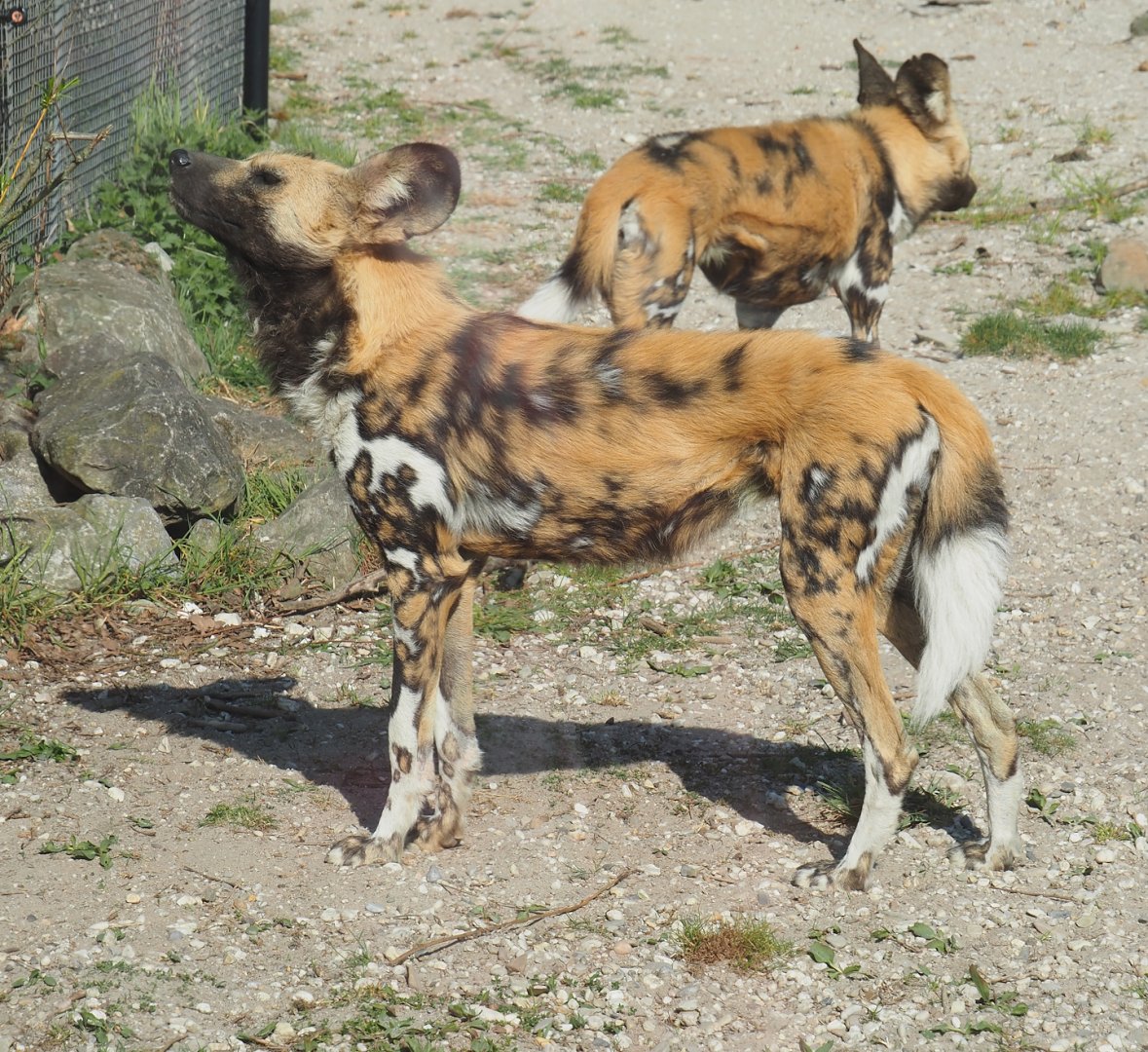 African wild dog (Lycaon pictus), 2025-04-12