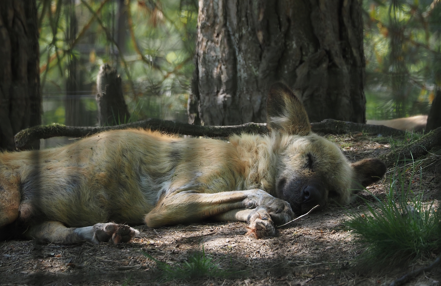 African wild dog (Lycaon pictus), 2025-04-30