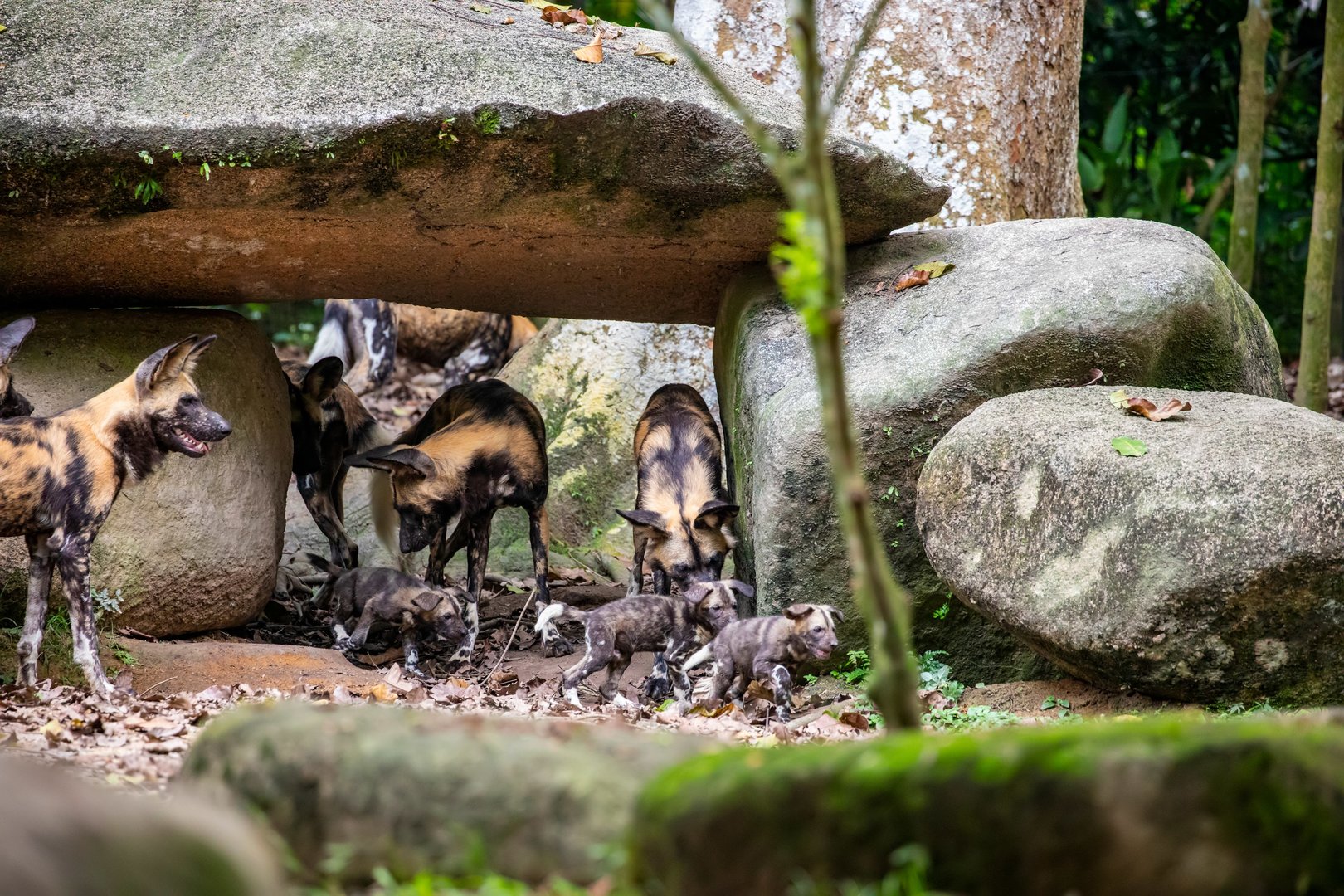 African wild dog (Lycaon pictus) and puppies