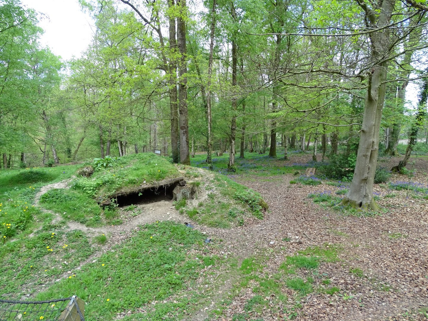 African wild dog (Lycaon pictus) exhibit