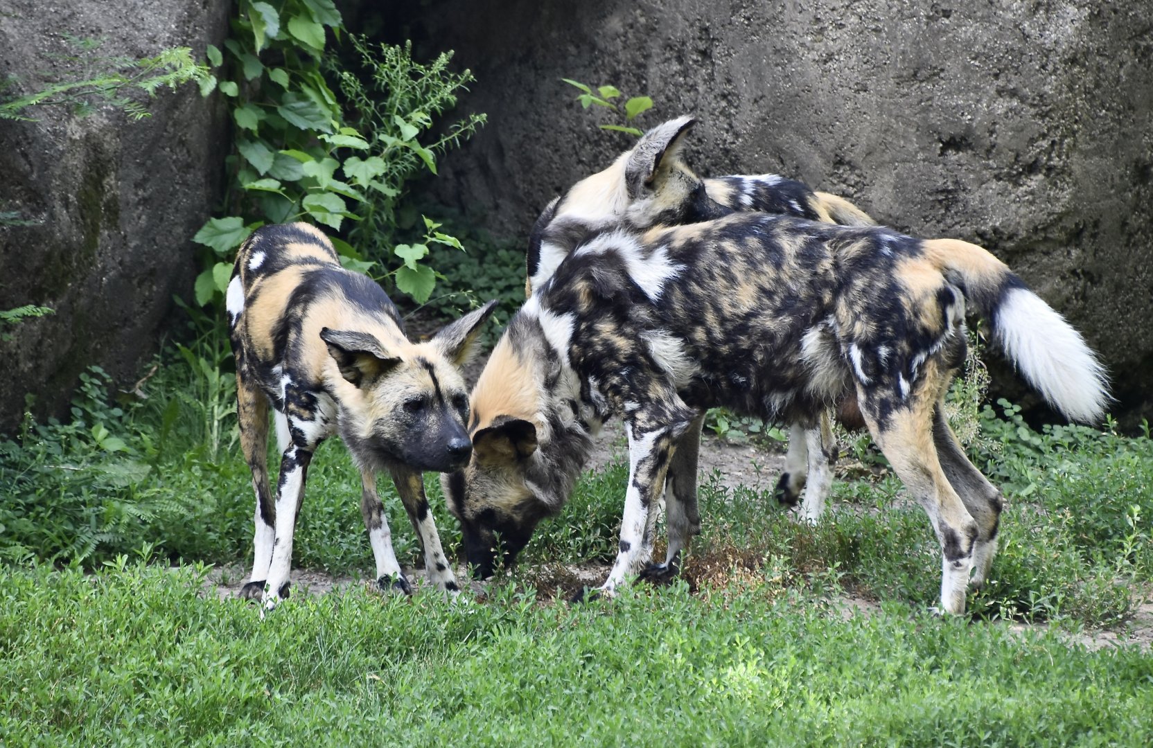 African Wild Dog (Lycaon pictus) pack