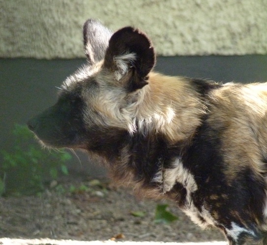 African wild dog (Lycaon pictus) portrait