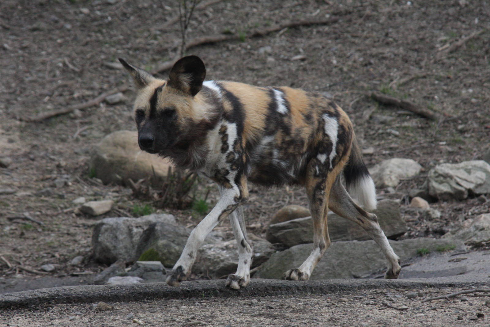 African Wild Dog (Lycaon pictus)