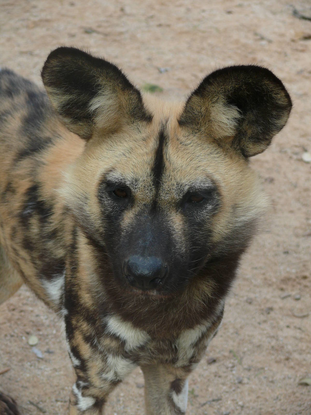 African wild dog (Lycaon pictus)
