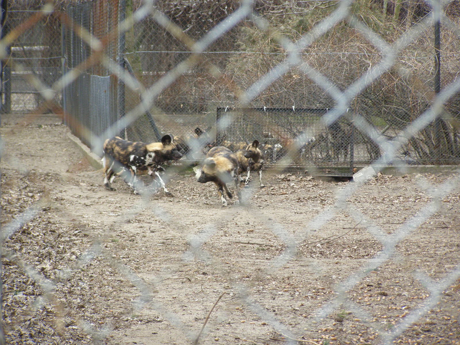 African wild dog (Lycaon pictus)
