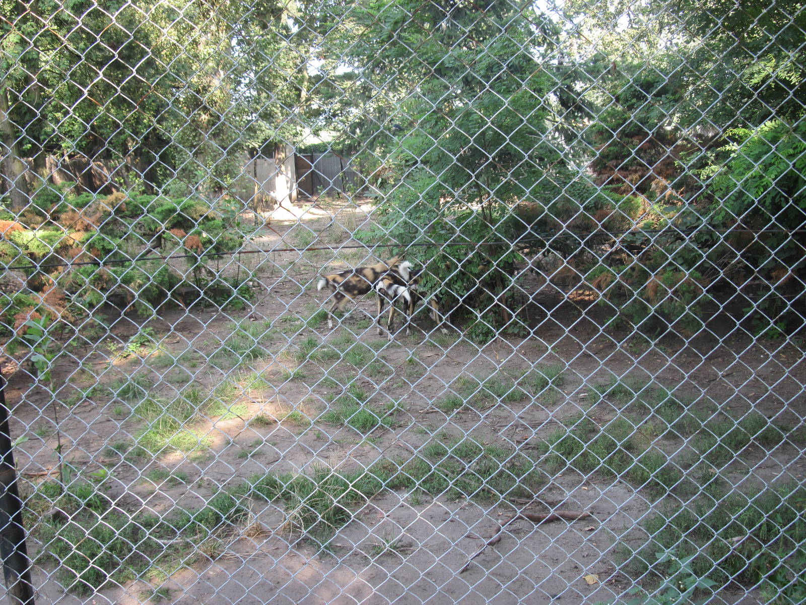 African wild dog (Lycaon pictus)