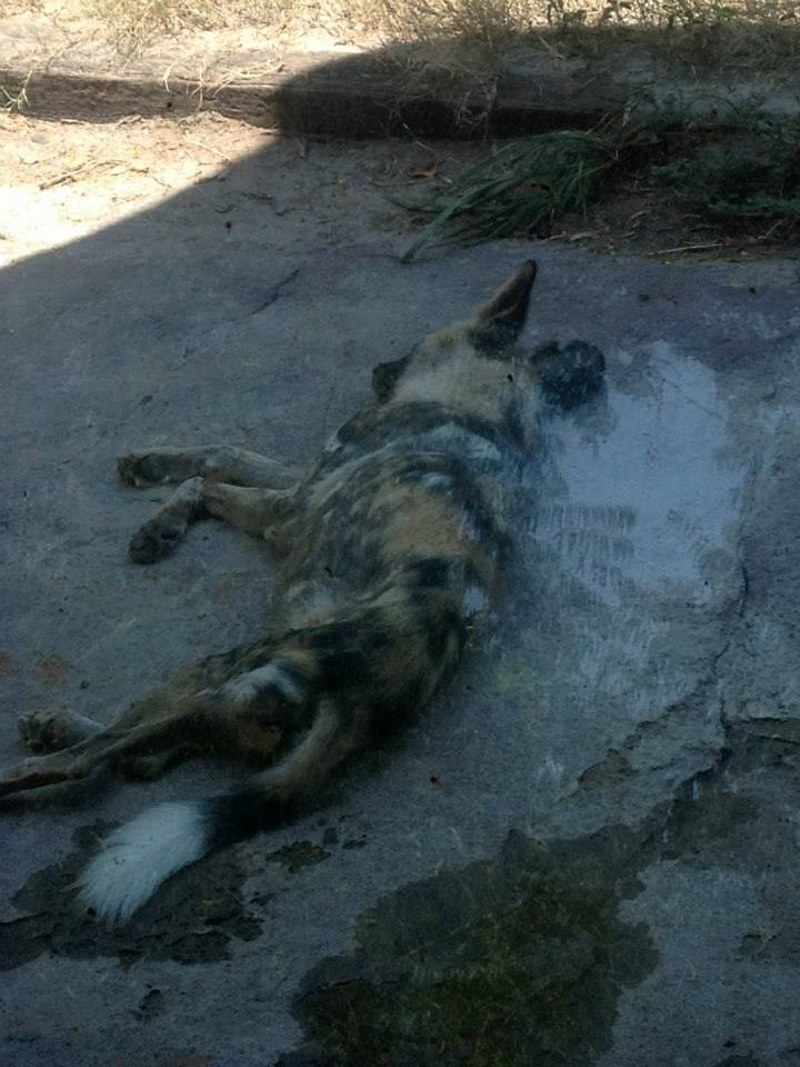 African wild dog (Lycaon pictus)