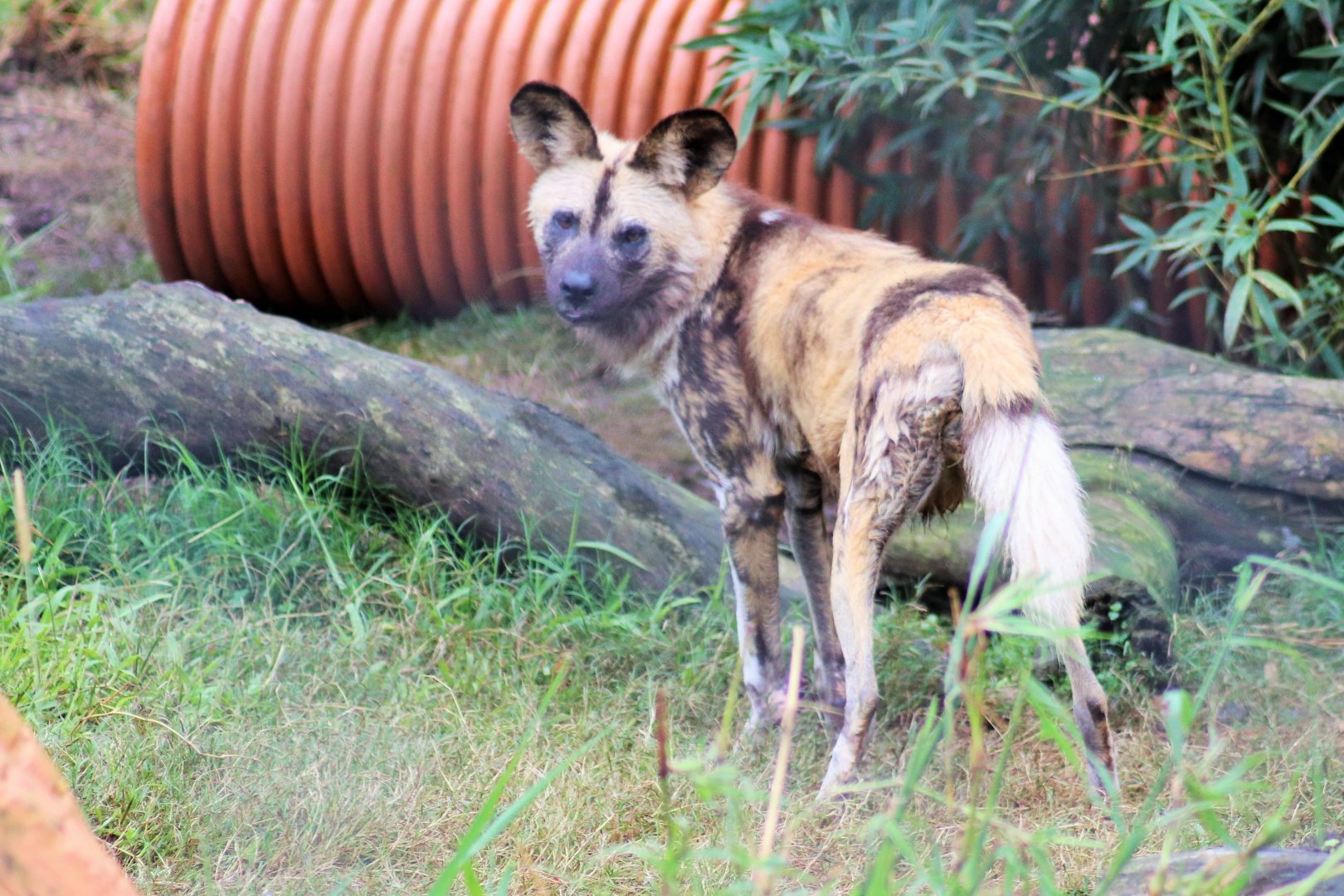 African Wild Dog(Lycaon pictus)